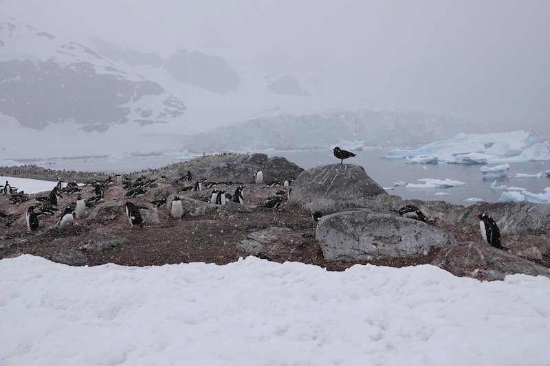 penguins