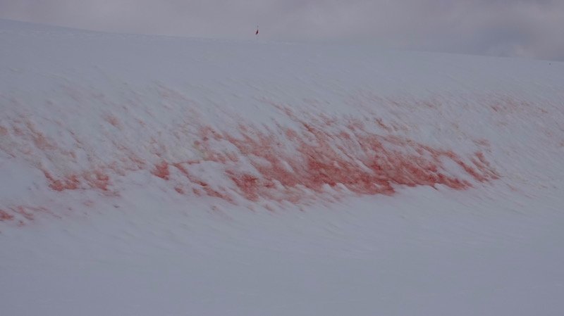 snowalge2