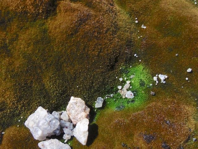 CPredgreenfrom-under-rock